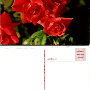 H.S. Crocker Co. American Beauty Rose HSC-15 Postcard Microchrome - Image 1