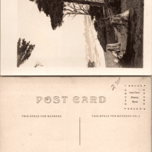 Monterey Cypress Trees Monterey California KRUXO RPPC - Image 1