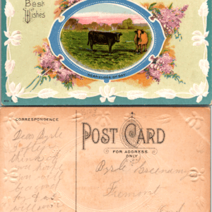Best Wishes Cows NEAR CLOSE OF DAY 873. Divided Back Postcard - Image 1