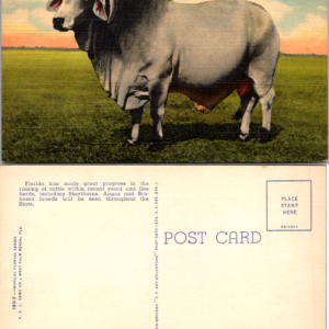 Brahman Bull Florida Pastures Vintage Postcard - Image 1
