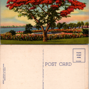 Curt Teich Royal Poinciana Tree Florida Vintage Postcard Tropical Series - Image 1