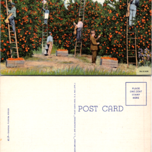 Curt Teich Tropical Florida Series Postcard Picking Oranges in Florida Vintage - Image 1