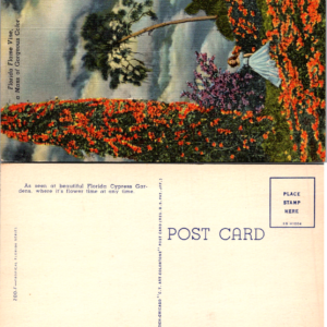 Curteich-Chicago Vintage Postcard Florida Flame Vine Tropical Florida Series Multicolor - Image 1