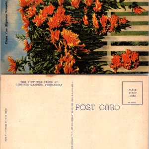 Flame Vine Bignonia Venusta Multicolor Postcard Gerbings Gardens Fernandina Vintage - Image 1