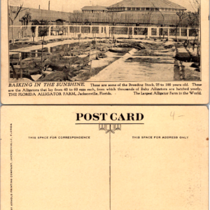 Florida Alligator Farm Jacksonville Arnold Printing Vintage Postcard - Image 1