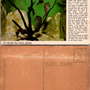 Florida Sea Horse Postcard Multicolor Vintage - Image 1