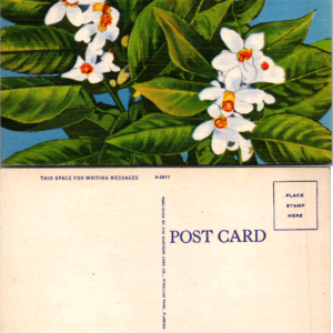 Hartman Card Co Vintage Postcard Orange Blossoms Florida Sunshine State - Image 1