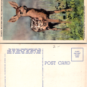Haynes Vintage Postcard Mule Deer Fawn Yellowstone National Park Wyoming - Image 1