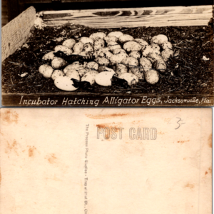 Incubator Hatching Alligator Eggs Postcard Jacksonville Fla Vintage - Image 1