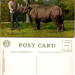 New York Zoological Park Two-Horned African Rhinoceros Postcard Multicolor - Image 1