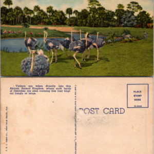 Ostriches at Africa U.S.A. Boca Raton Florida Color Postcard - Image 1