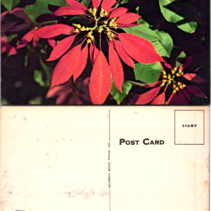 Poinsettia Old Vintage Postcard Christmas Murphy Bros Unposted - Image 1