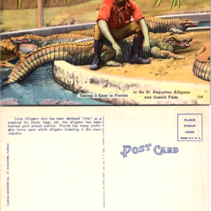 St. Augustine Alligator and Ostrich Farm Florida Postcard Multicolor - Image 1