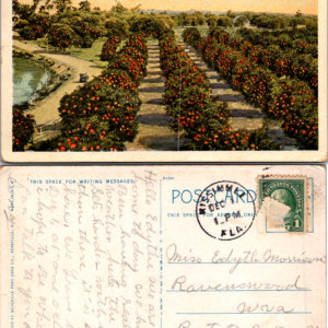 Vintage Florida Orange Grove Postcard Color Illustration Kissimmee 240 - Image 1