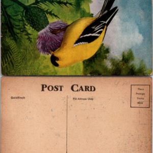 Vintage Goldfinch Bird Postcard with Thistle Flower Illustration - Image 1