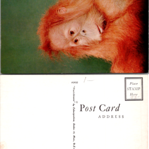 Vintage Plastichrome Postcard Orangutan Waiting for You Color by Shostal - Image 1